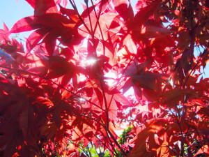 fall leaves cococozy japanese maple